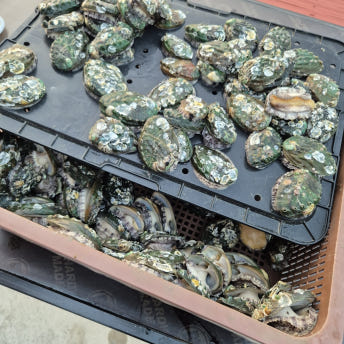 완도 활전복 1kg 12미(80g내외)